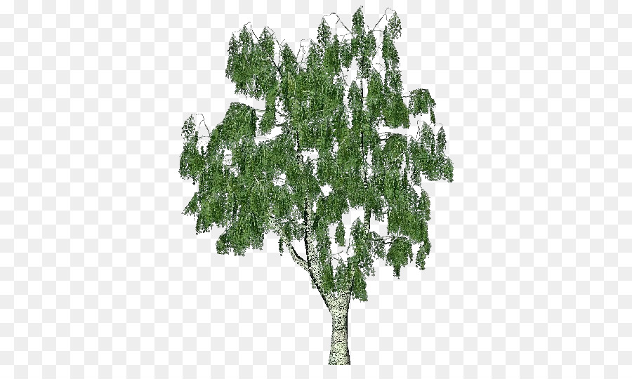 Abedul Plateado，Árbol PNG