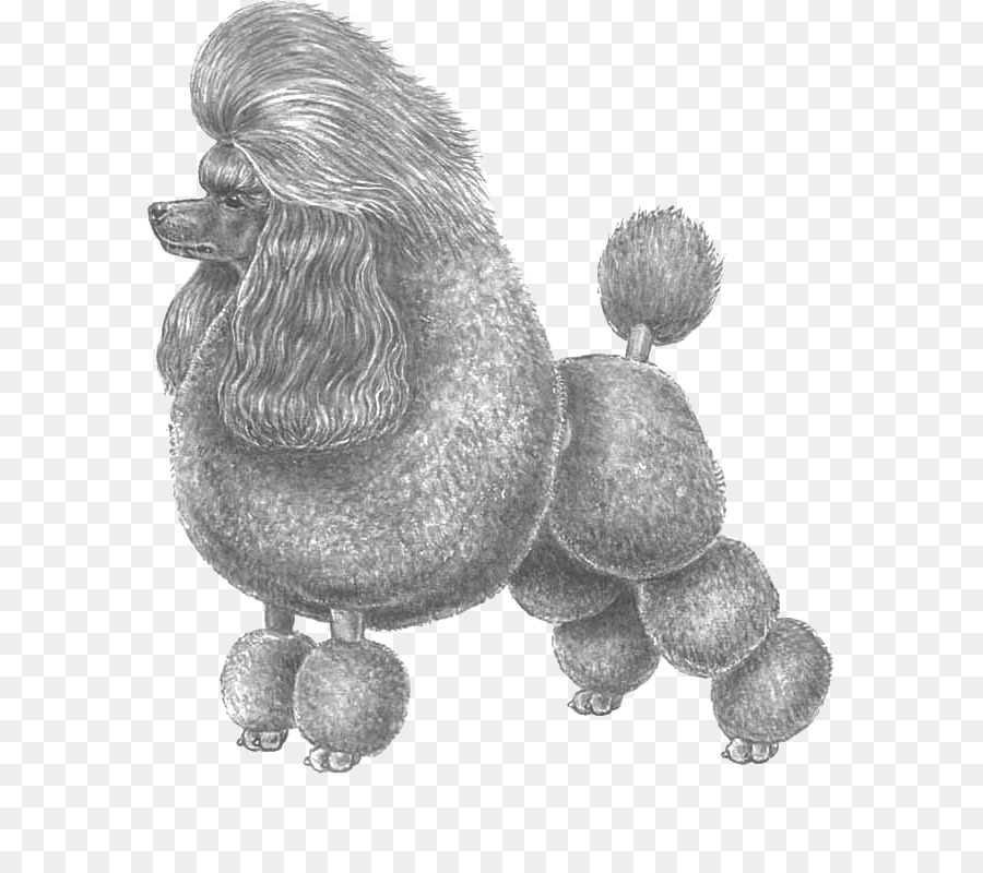 Poodle Estándar，En Miniatura Caniche PNG