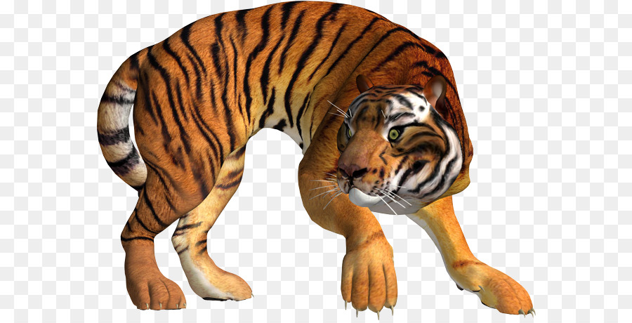 Tigre Blanco，Tigre PNG