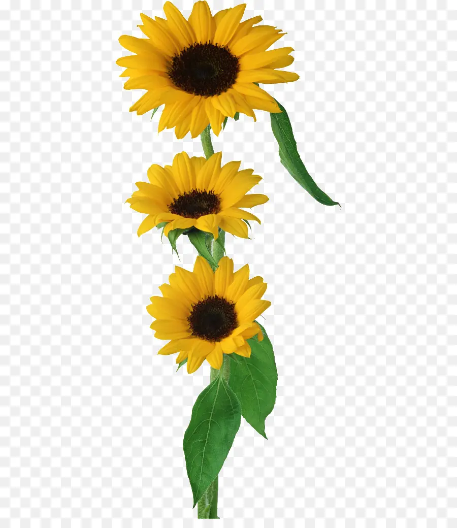 Girasoles，Amarillo PNG