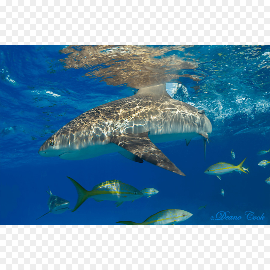 Gran Tiburón Blanco，Tigre PNG