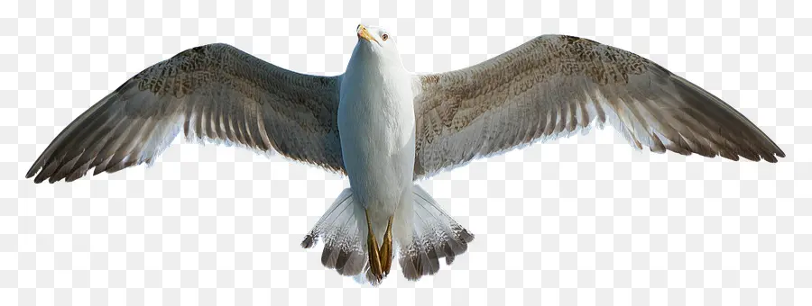 Gaviota Volando，Alas PNG