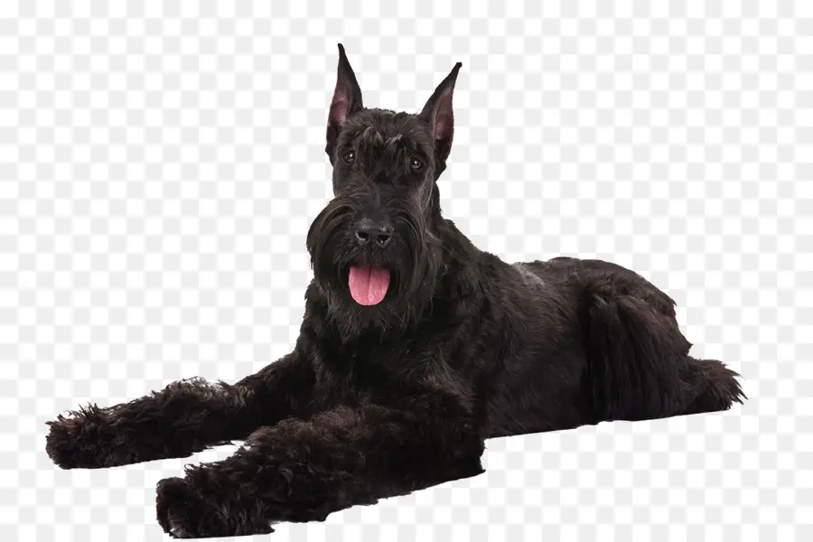 Schnauzer Miniatura，Scottish Terrier PNG