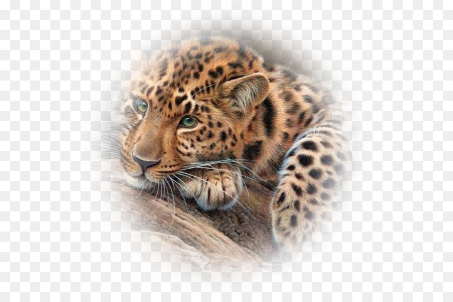 Jaguar，Tigre PNG