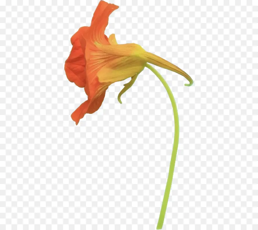 Flor De Naranja，Florecer PNG