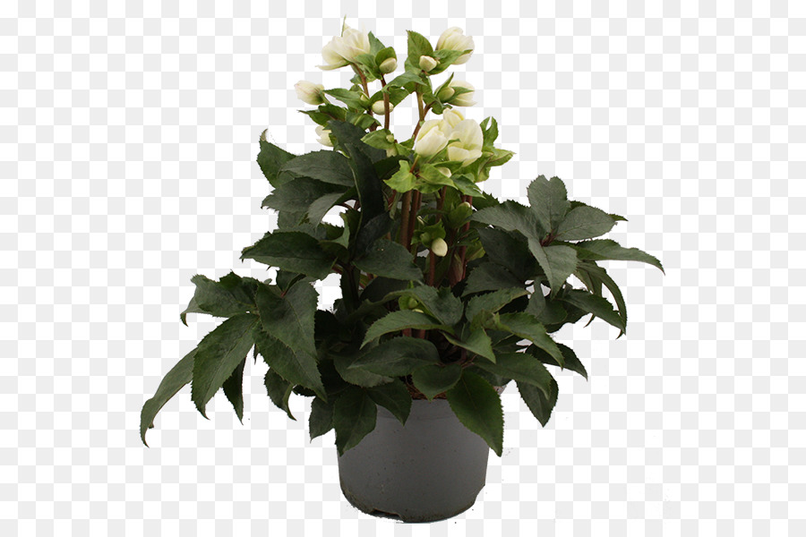 Planta En Maceta，En Conserva PNG