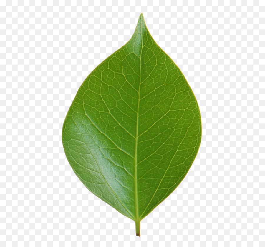 Hoja，Verde PNG