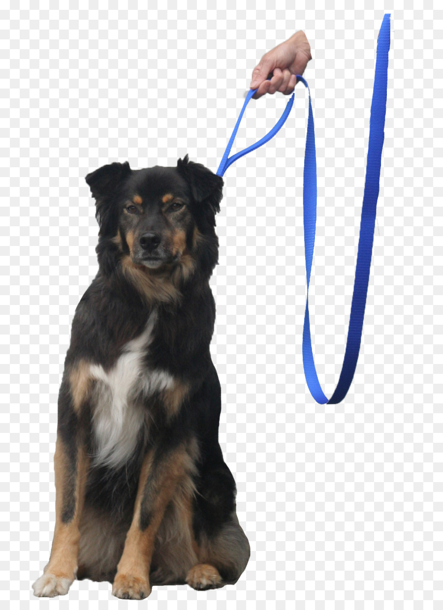 Correa，Perro PNG