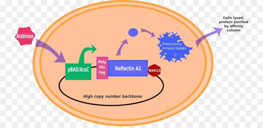 Internacional Genéticamente Máquina，Biobrick PNG