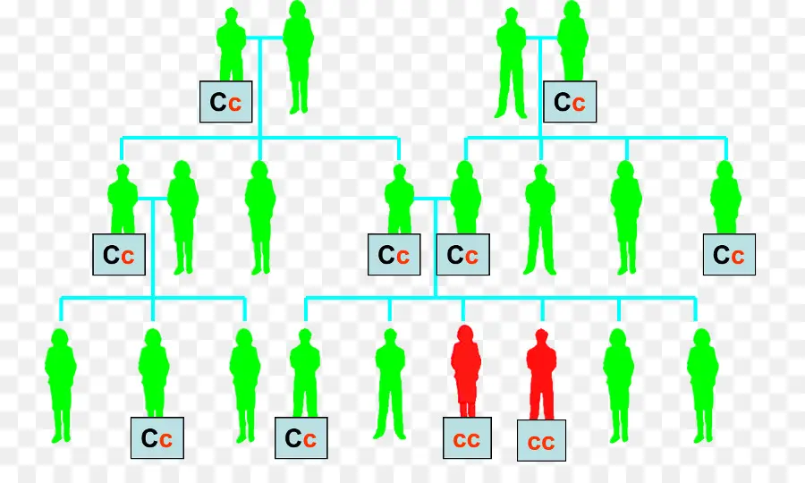 Cuadro Genealógico，Genética PNG