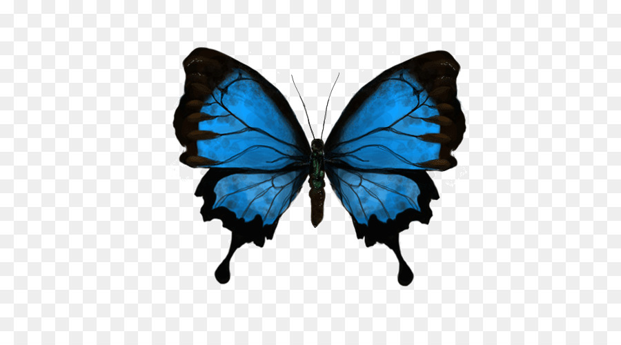 Mariposa，Gfycat PNG