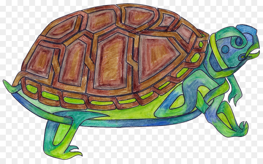 Las Tortugas De Caja，Tortuga PNG