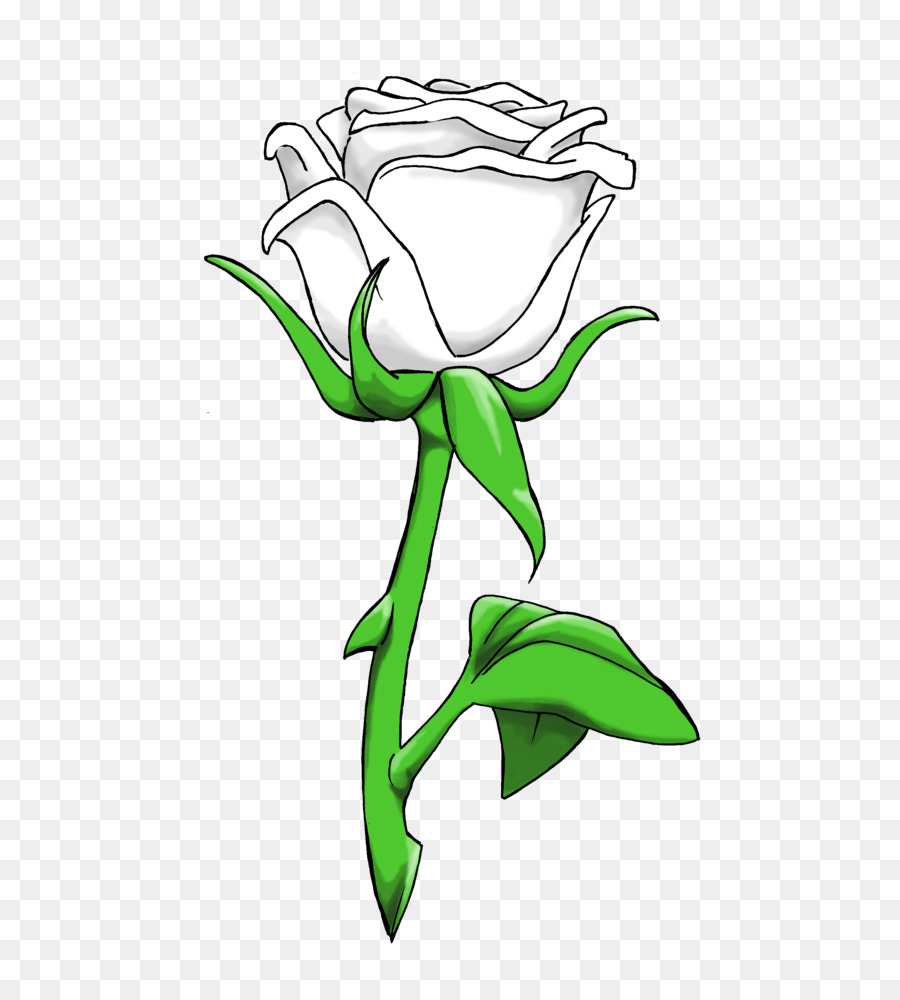 Rosa Blanca，Provenir PNG