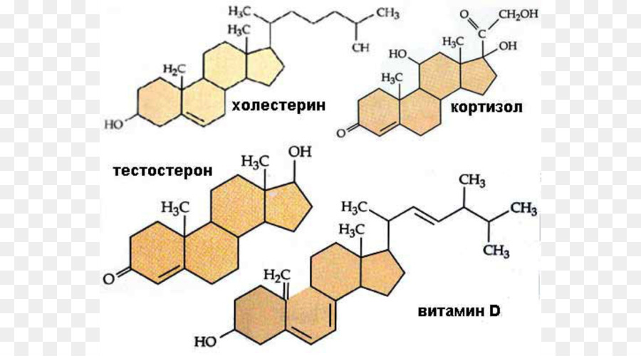 La Hormona，Hormona Esteroide PNG