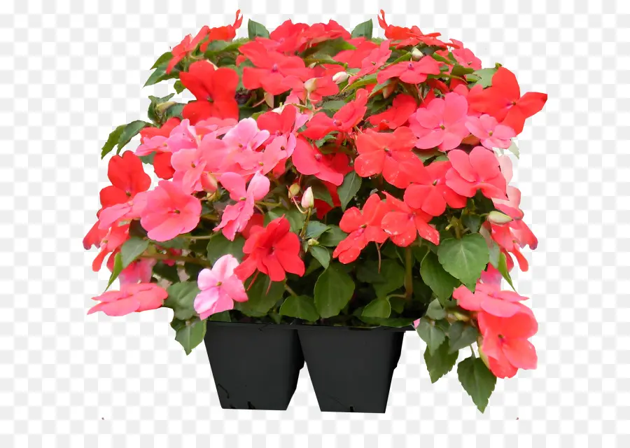 Flores，Rojo PNG