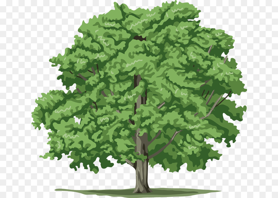 Árbol，Fondo De Escritorio PNG