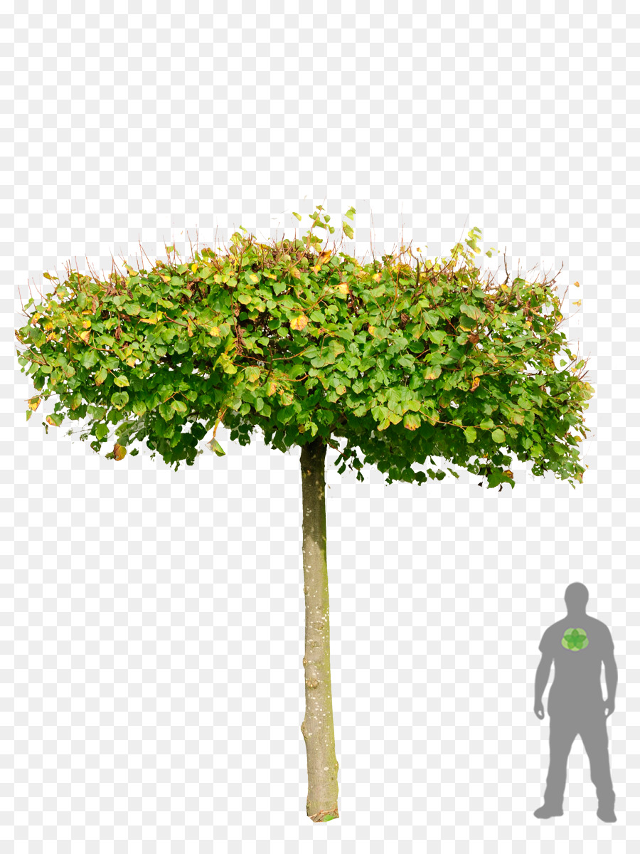 Árbol，Verde PNG