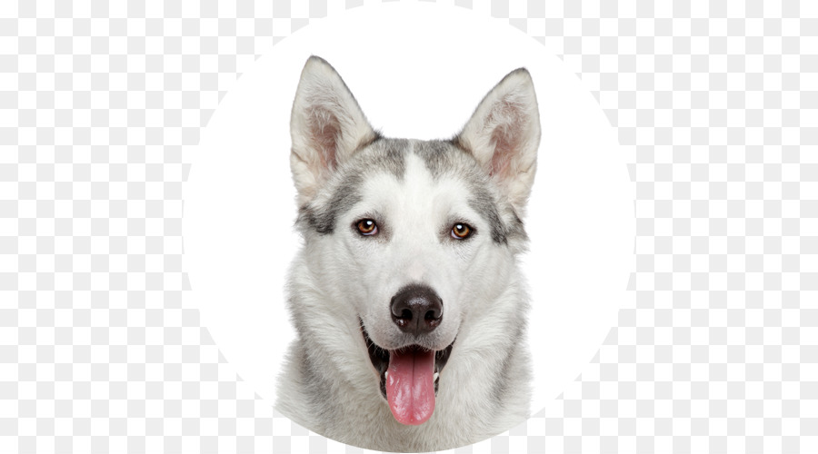 Husky Siberiano，Gato PNG