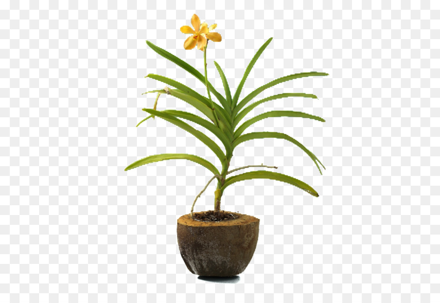 Arecaceae，Maceta PNG