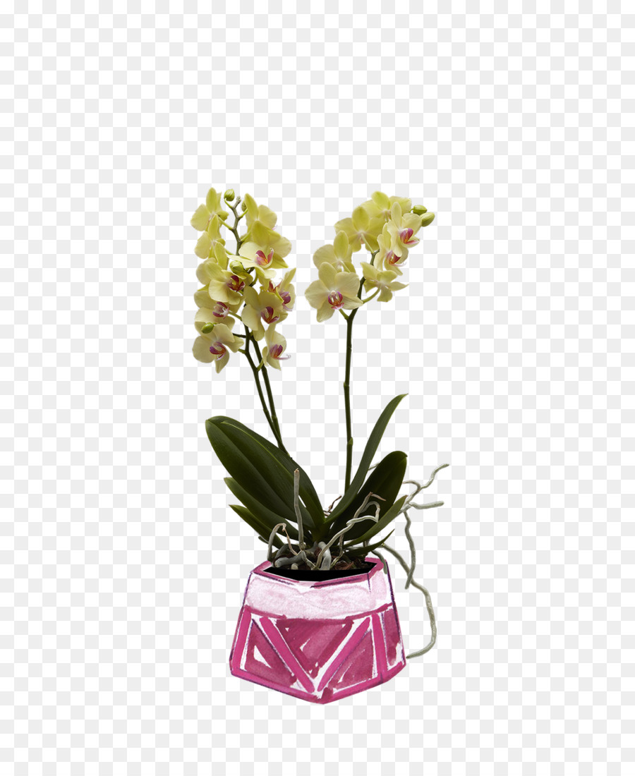 Orquídeas De Polilla，Orquídeas PNG