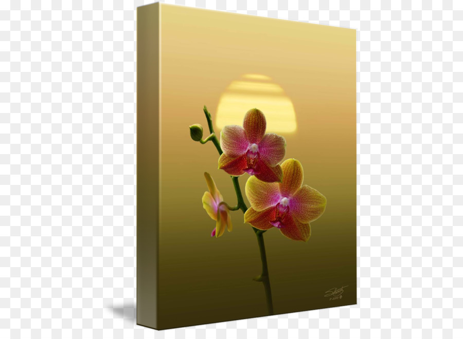 La Polilla De Las Orquídeas，Las Orquídeas Cattleya PNG