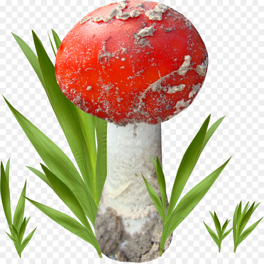 Agaric，Hongo PNG