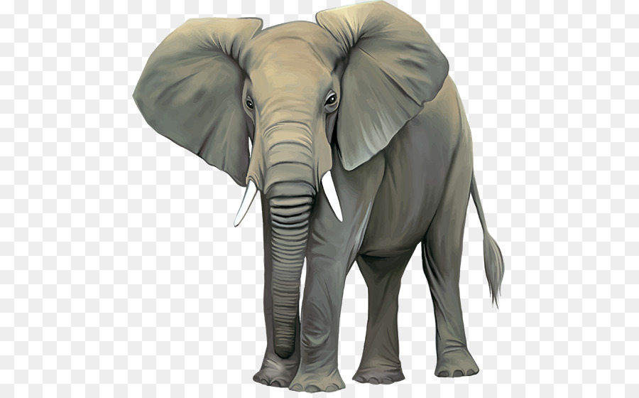 Elefante Africano De Sabana，Elephantidae PNG