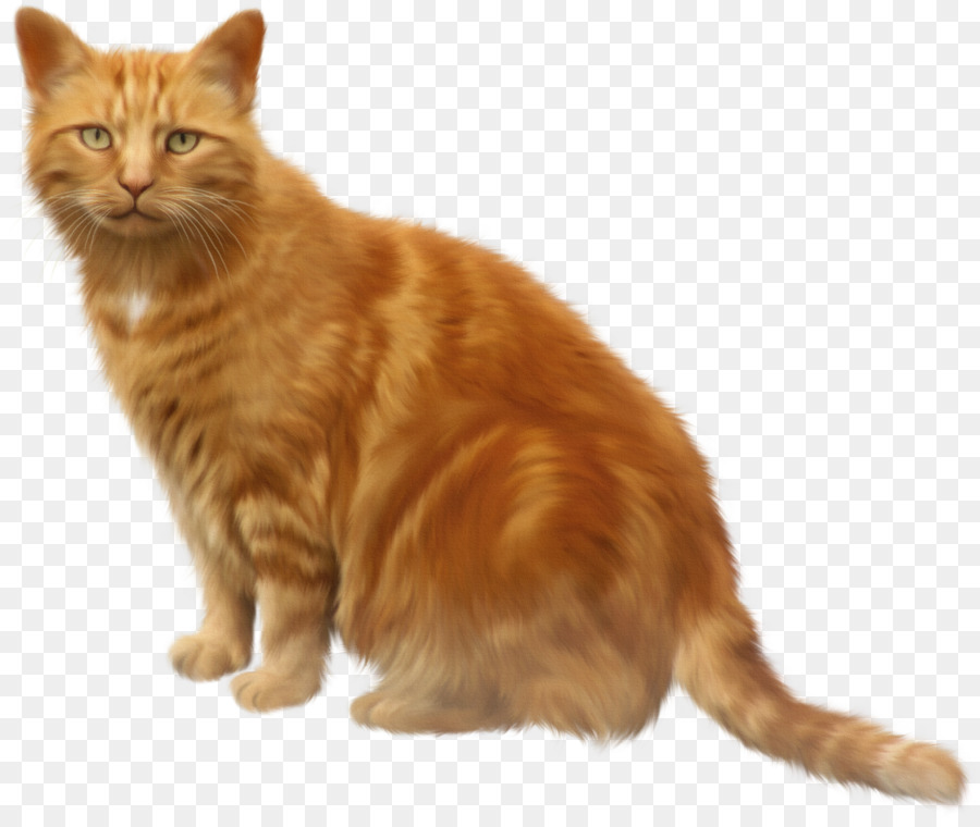 Gato Naranja，Felino PNG