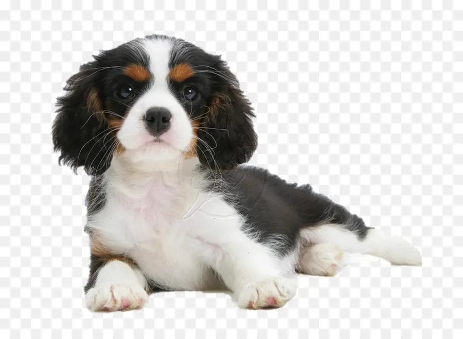 King Charles Spaniel，Cavalier King Charles Spaniel PNG