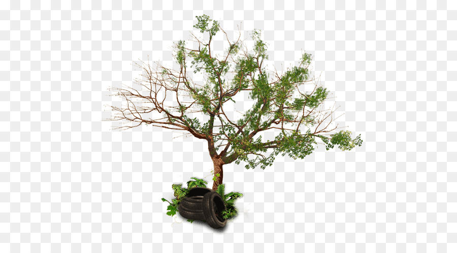 Árbol，Sucursales PNG