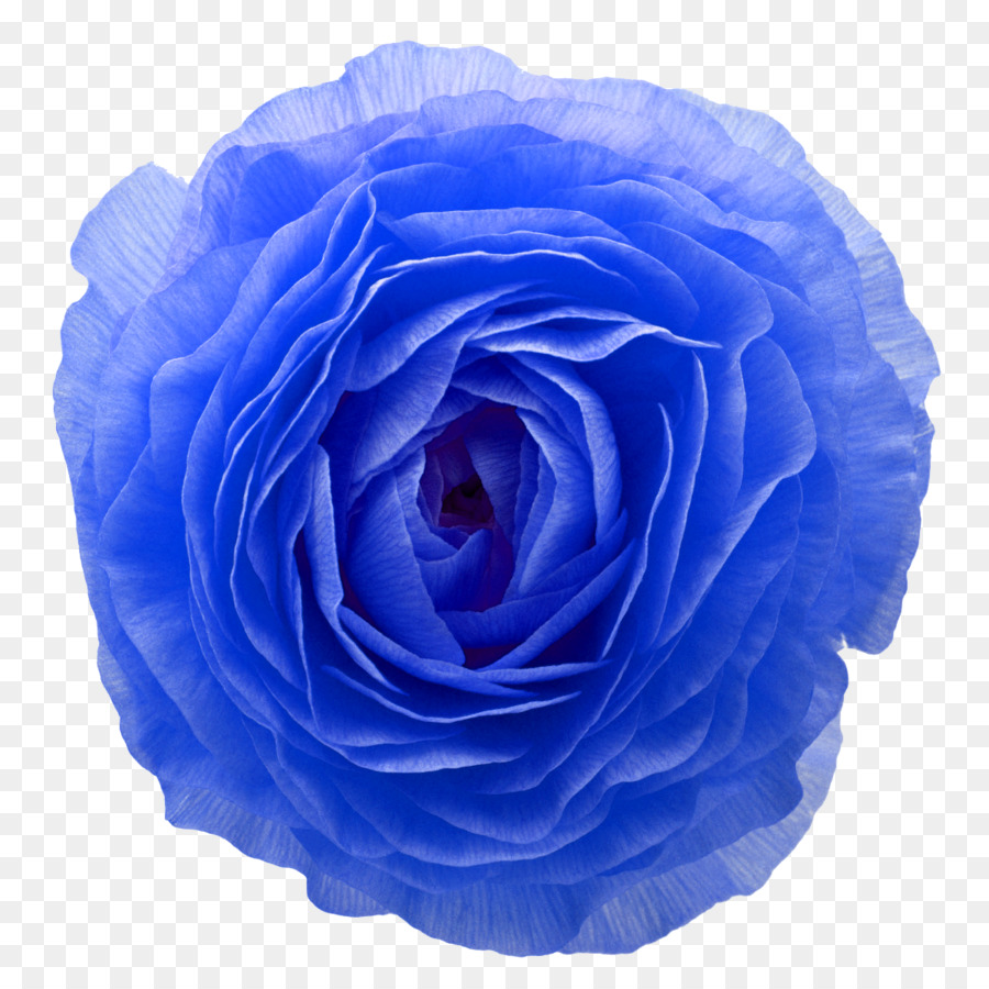 Rosa Azul，Juguete PNG