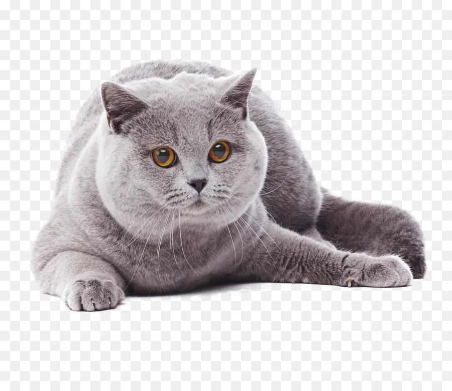 Gato Gris，Felino PNG