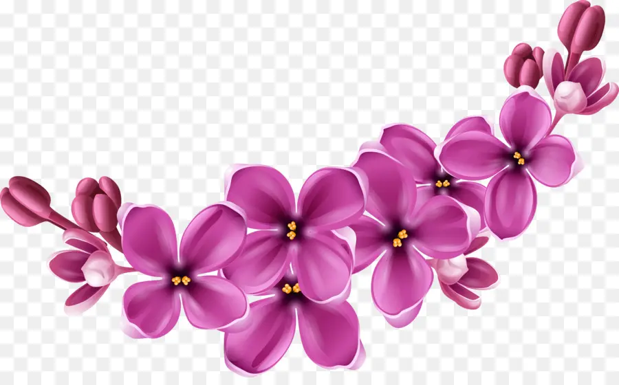 Flores，Florecer PNG