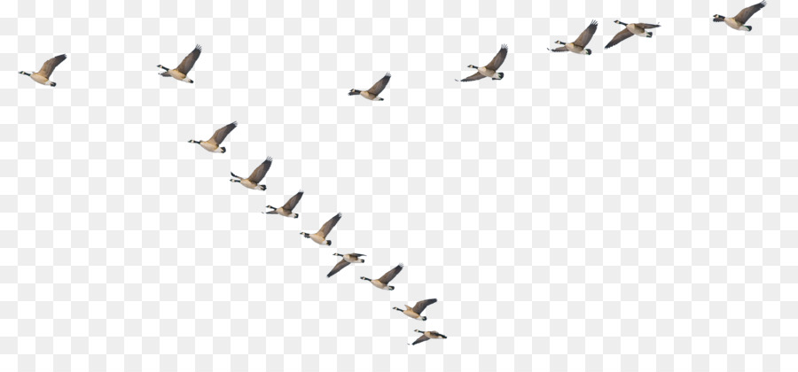 Aves，La Migración De Las Aves PNG