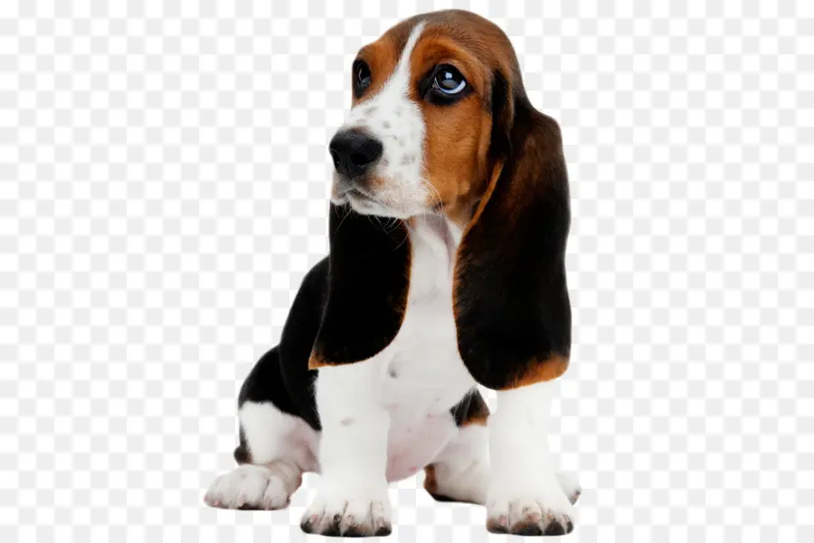 Basset Hound，Cachorro PNG