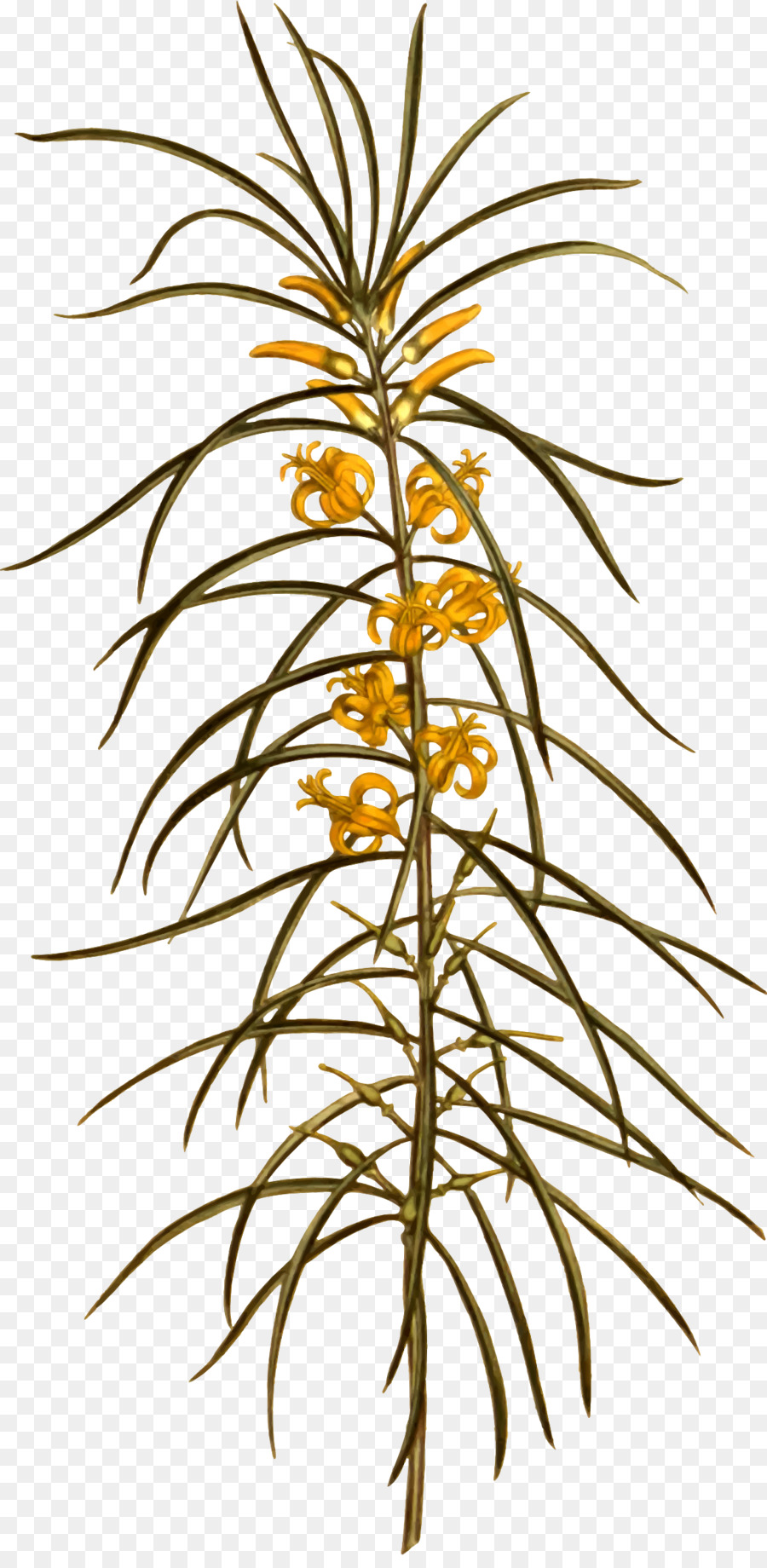 Arecaceae，Maceta PNG