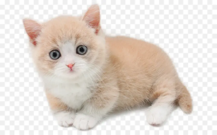 Gato Munchkin，British Shorthair PNG