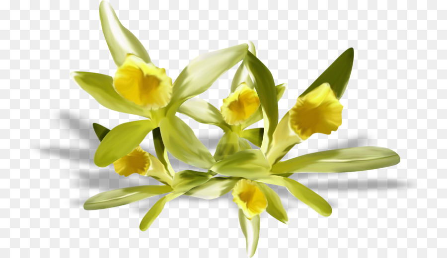 Flor，Blog PNG