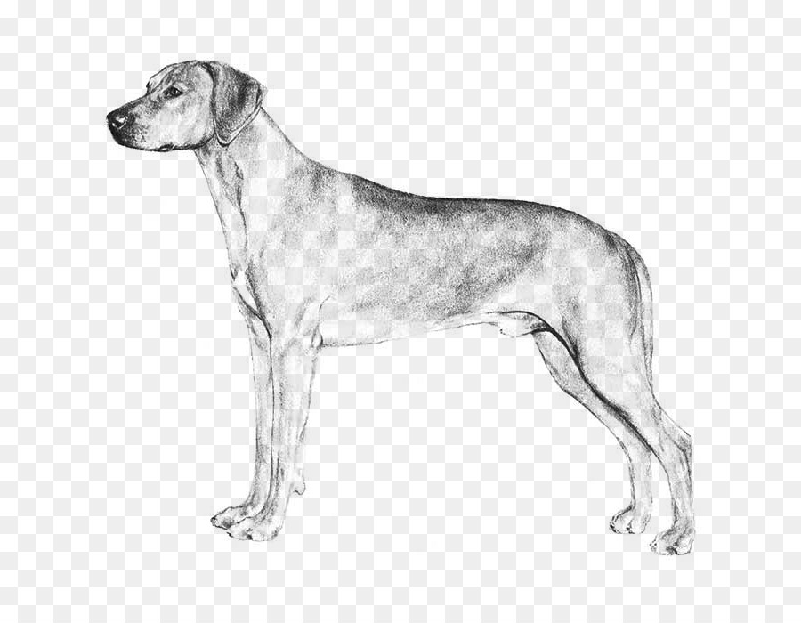 Raza De Perro，Foxhound Inglés PNG