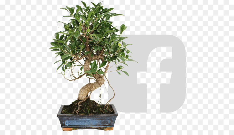 Árbol Bonsái，Miniatura PNG