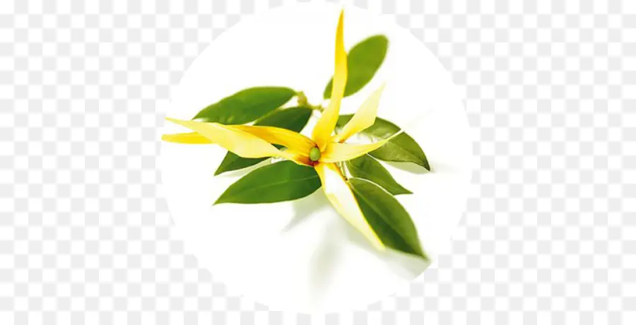 Cananga Odorata，Aceite Esencial PNG