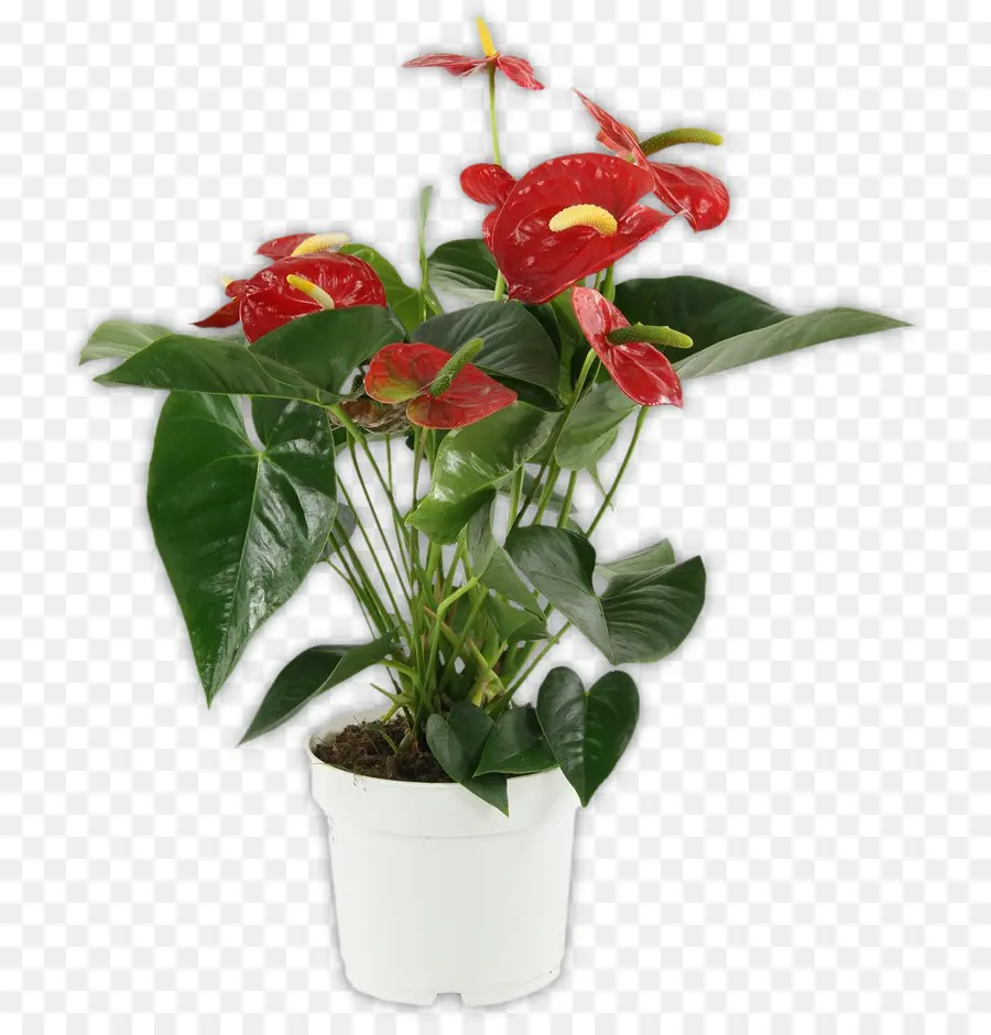 Planta De Anturio，Flor PNG