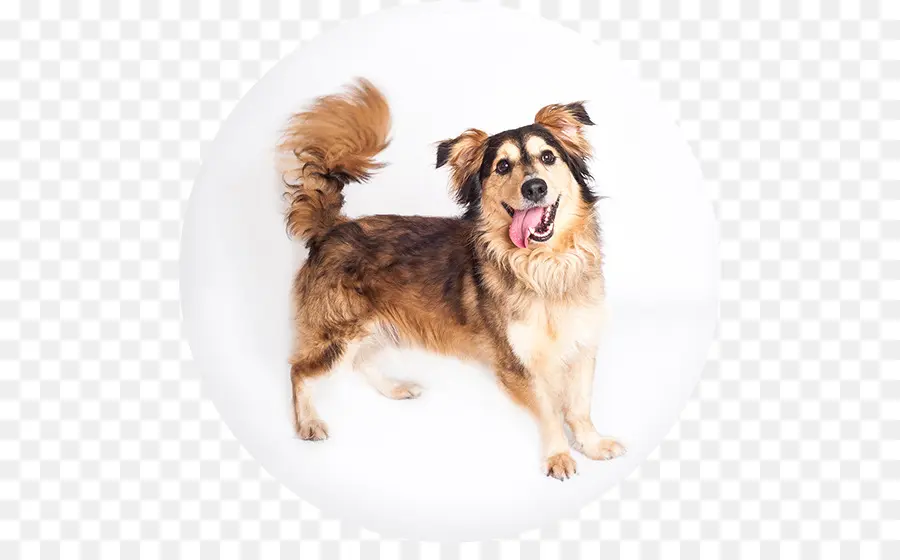 Perro，Mascota PNG