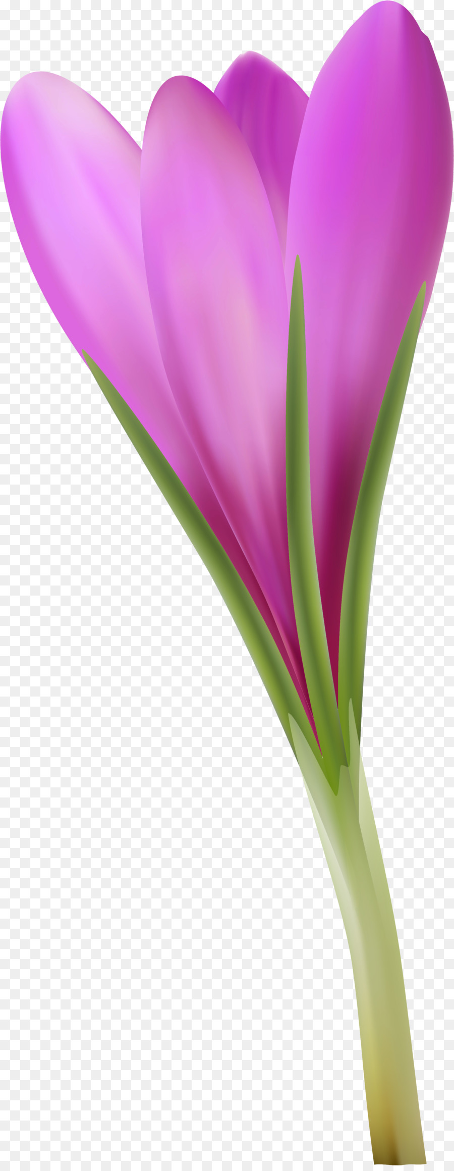 Crocus，Primer Plano PNG