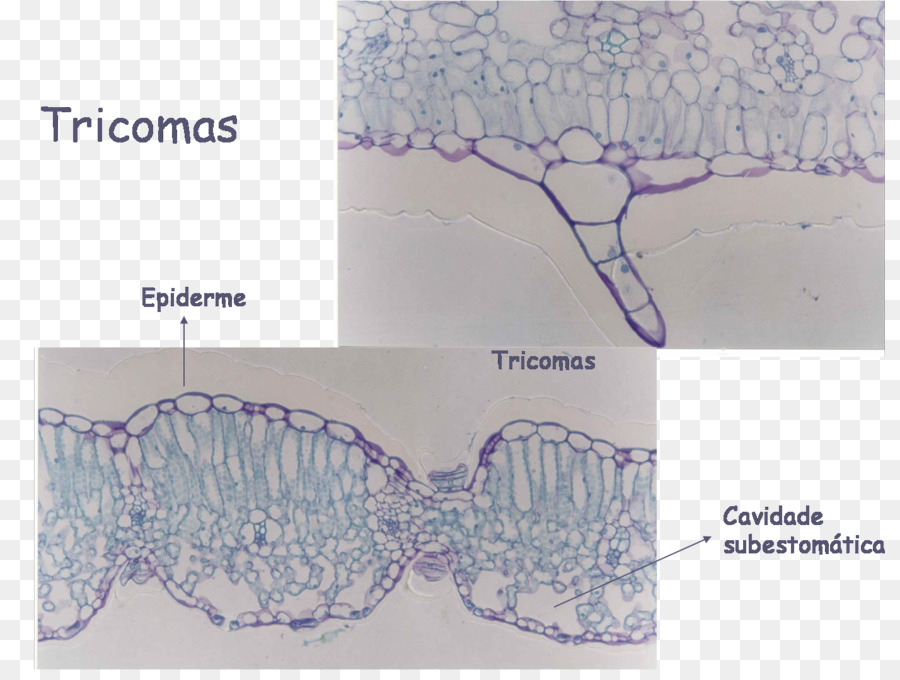 La Epidermis，Los Tricomas PNG