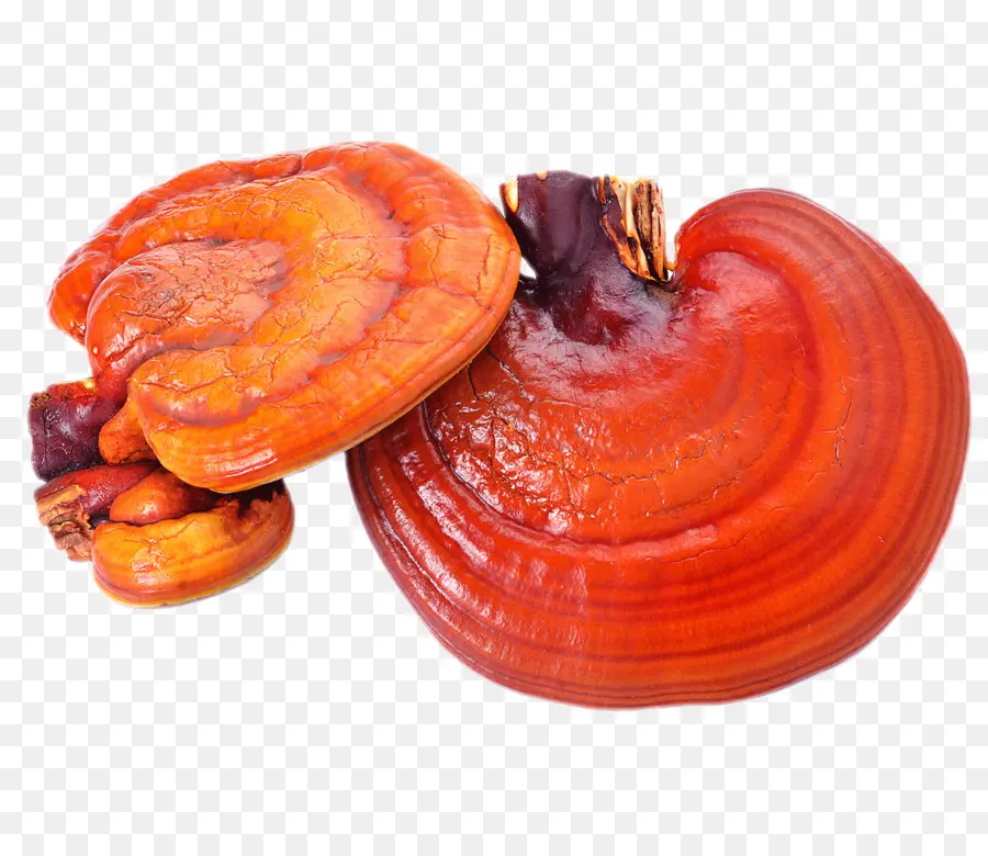 Hongos，Rojo PNG