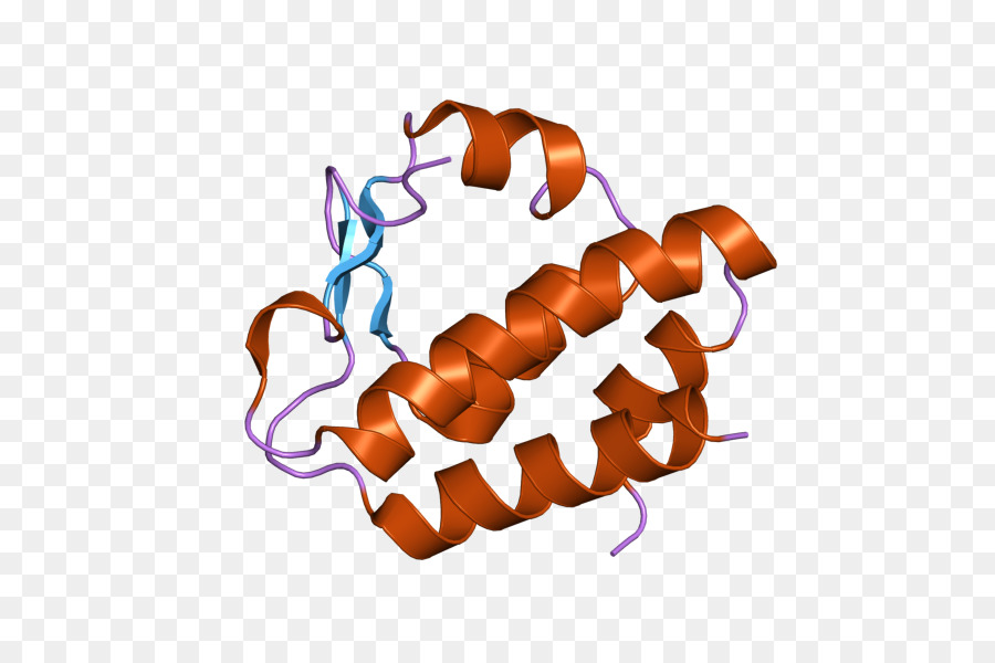 Proteína，Molécula PNG