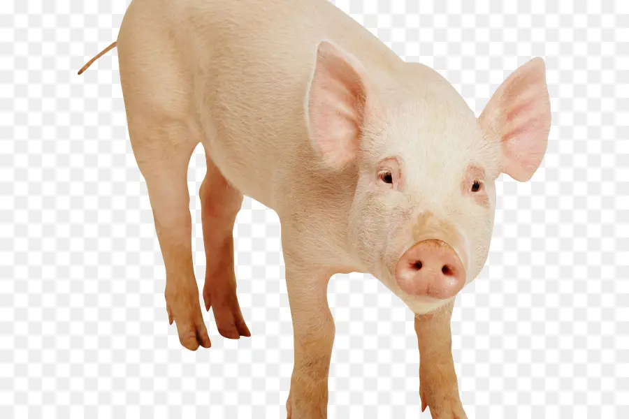 Cerdo Doméstico，Fondo De Escritorio PNG