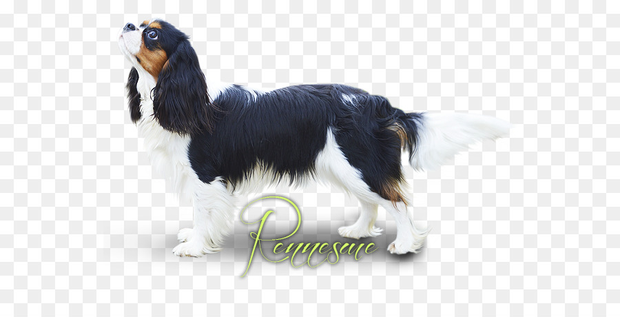 Springer Spaniel Inglés，King Charles Spaniel PNG