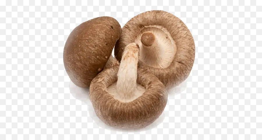 Shiitake，Hongo PNG